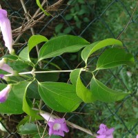 Mansoa hymenaea (DC.) A.H.Gentry